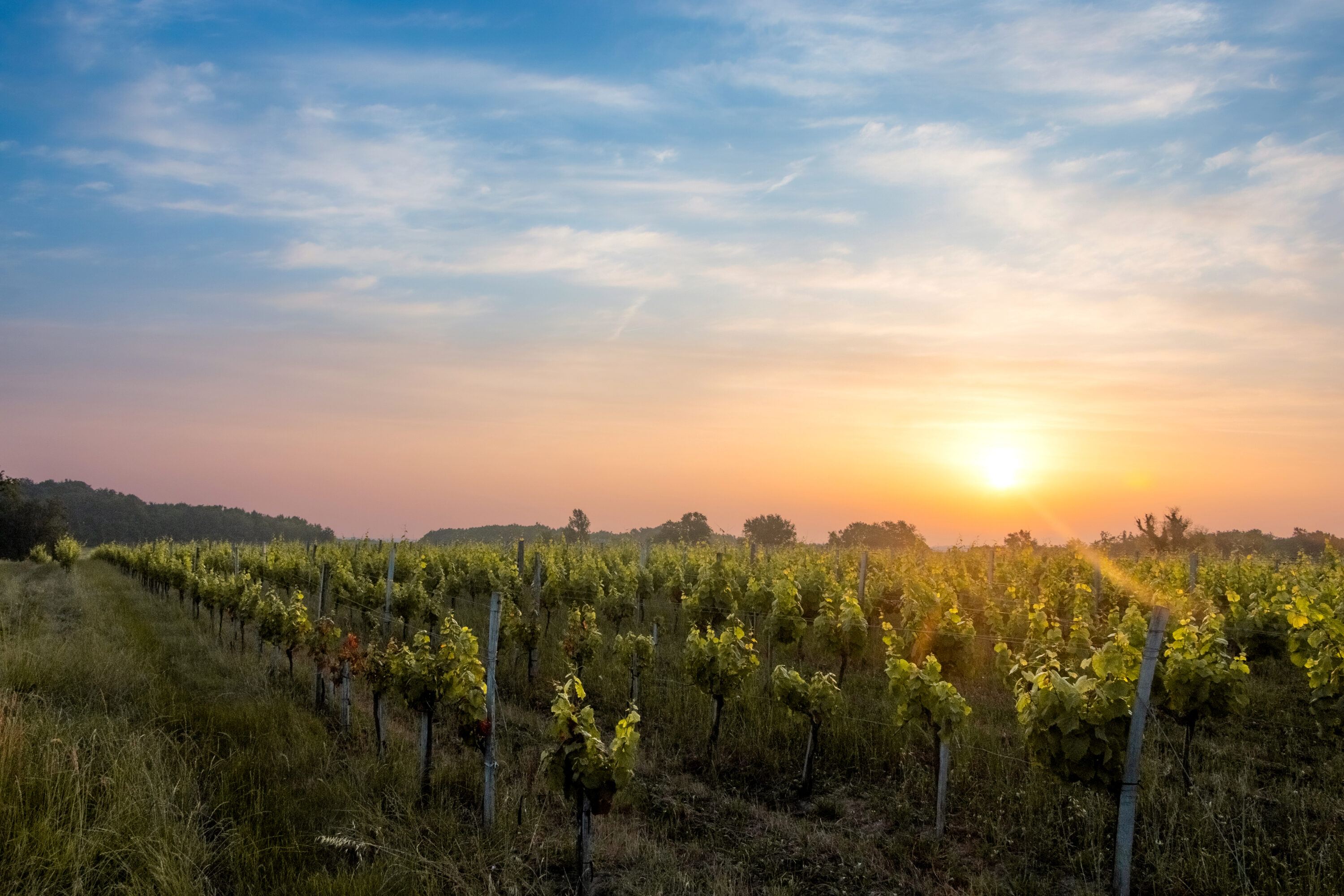 Château Les Millards
