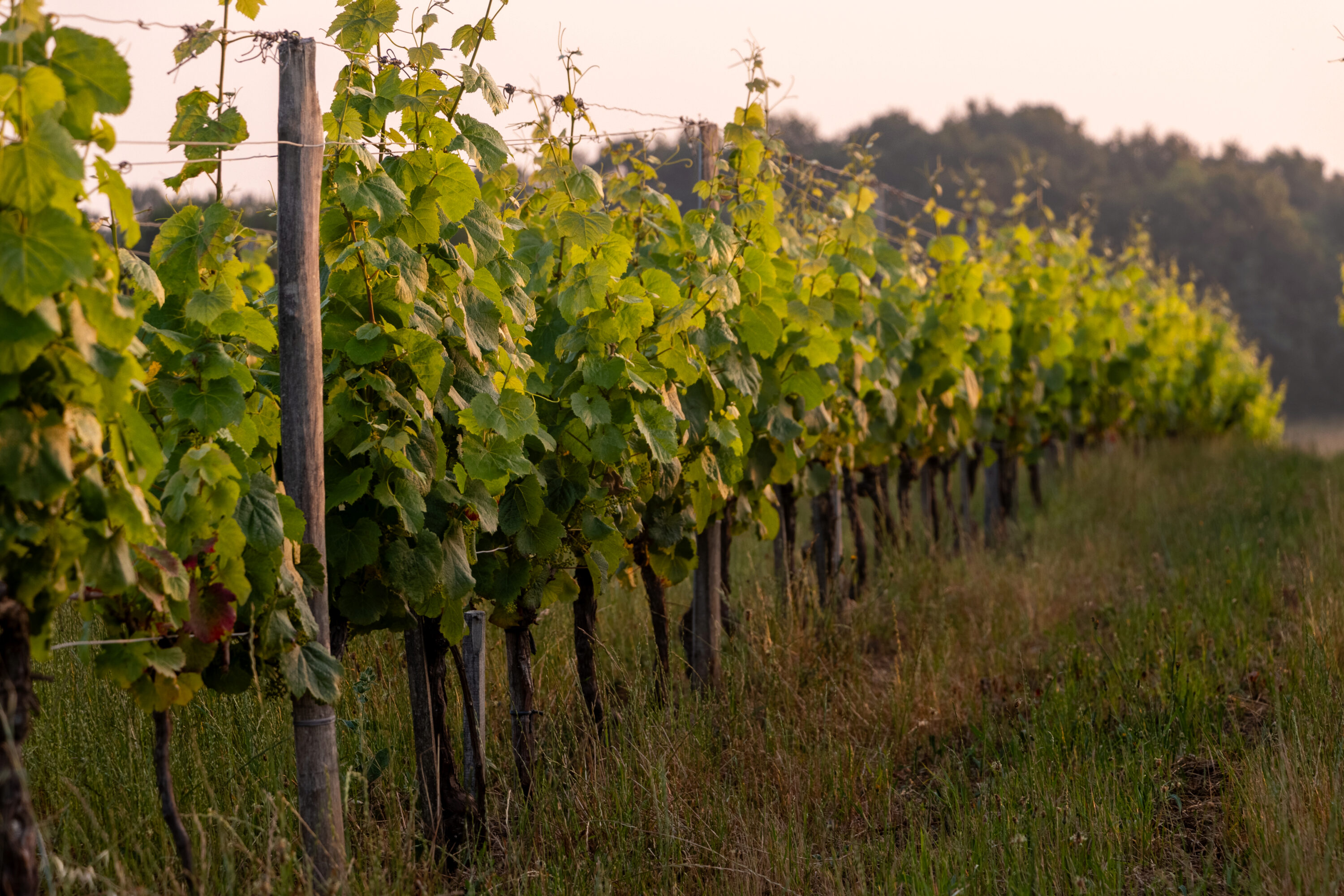 Château Les Millards